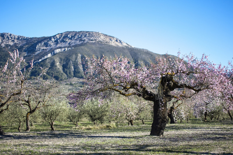 Galería fotográfica de Alicante