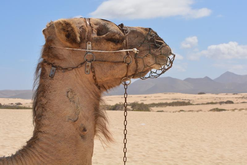 Galería fotográfica de Las Palmas