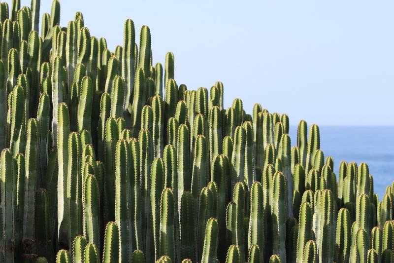 Galería fotográfica de Tenerife