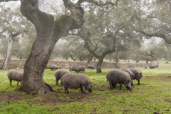 Galería fotográfica de Huelva